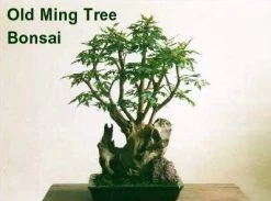 Ming Aralia Tree - Polyscias Fruticosa - Indoor - 6" Pot -Healthy Plant Shop mingaralia4 79104.1615344753