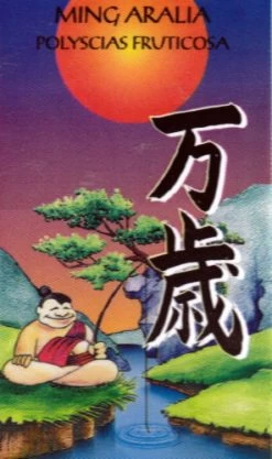 Ming Aralia Tree - Polyscias Fruticosa - Indoor - 6" Pot -Healthy Plant Shop mingcane1 88241.1615344752