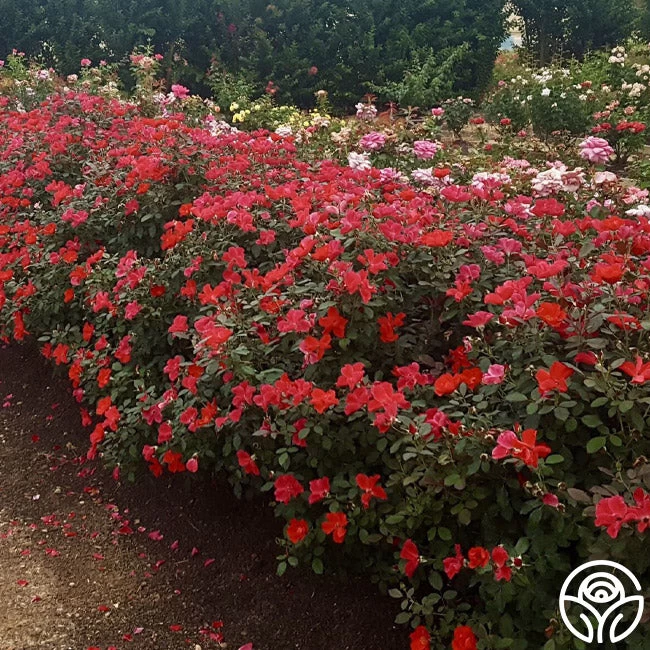 Miracle On The Hudson® 4 Miracle On The Hudson® - Image 2