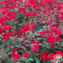 Miracle On The Hudson® 9 Miracle On The Hudson® -Healthy Plant Shop miracle on the hudson 2 4