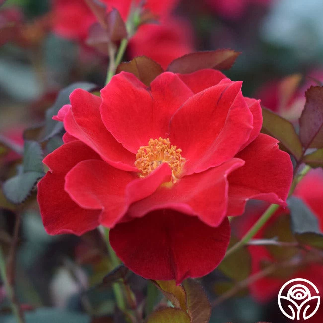 Miracle On The Hudson® 3 Miracle On The Hudson®