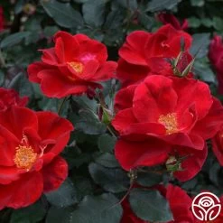 Miracle On The Hudson® 10 Miracle On The Hudson® -Healthy Plant Shop miracle on the hudson 4 4