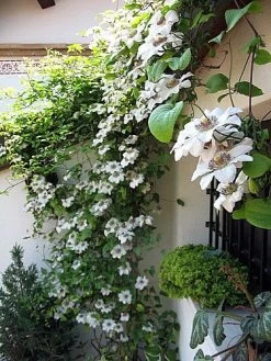 Miss Bateman Clematis Vine - Pure White - 2.5" Pot -Healthy Plant Shop misbatemn421 69450.1615344805
