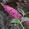 Miss Ruby Butterfly Bush - Buddleia - Proven Winners - 4" Pot 1 Miss Ruby Butterfly Bush - Buddleia - Proven Winners - 4" Pot -Healthy Plant Shop missrubybutterfly421 38049.1615344479