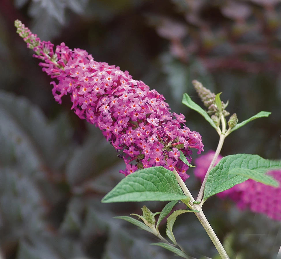 Miss Ruby Butterfly Bush - Buddleia - Proven Winners - 4" Pot 3 Miss Ruby Butterfly Bush - Buddleia - Proven Winners - 4" Pot