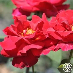 Mister Lincoln® 11 Mister Lincoln® -Healthy Plant Shop mister lincoln 2 1