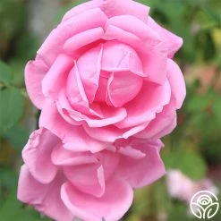 Mme Caroline Testout 11 Mme Caroline Testout -Healthy Plant Shop mme caroline testout 1 1