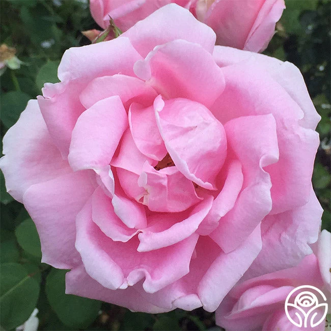 Mme Caroline Testout 3 Mme Caroline Testout