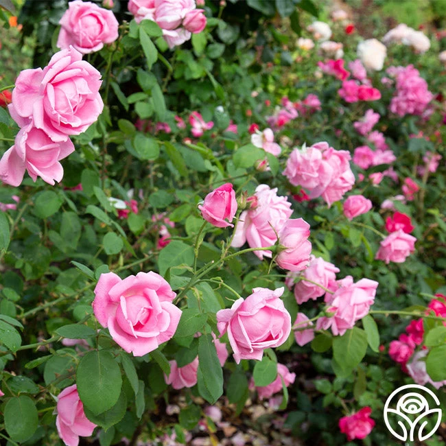 Mme Caroline Testout 4 Mme Caroline Testout - Image 2