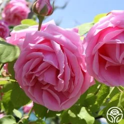 Mme Caroline Testout 13 Mme Caroline Testout -Healthy Plant Shop mme caroline testout 4 8