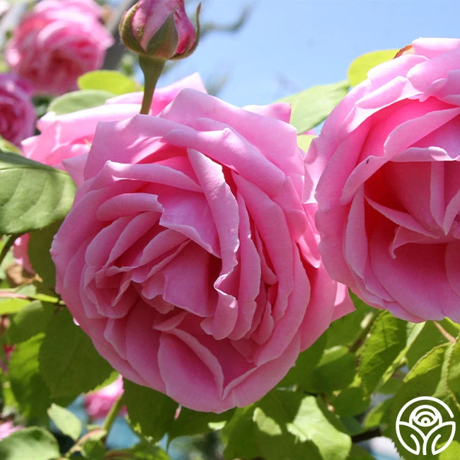 Mme Caroline Testout 8 Mme Caroline Testout - Image 6