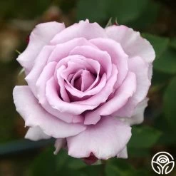 Mme Violet -Healthy Plant Shop mme violet 3 7