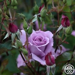 Mme Violet -Healthy Plant Shop mme violet 4 1