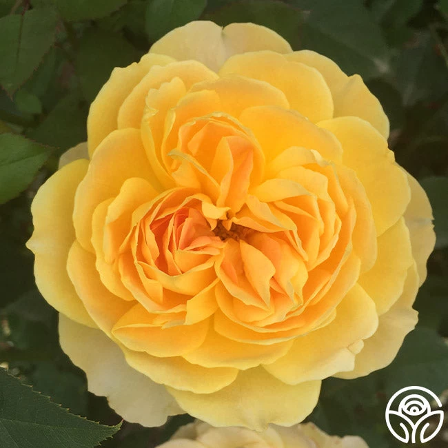 Molineux® 4 Molineux® - Image 2