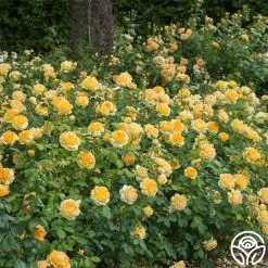 Molineux® 10 Molineux® -Healthy Plant Shop molinuex 3