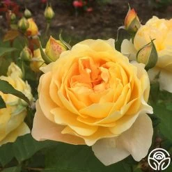 Molineux® 11 Molineux® -Healthy Plant Shop molinuex 7