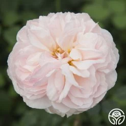 Moonlight In Paris™ 24 Moonlight In Paris™ -Healthy Plant Shop moonlight in paris 2 2