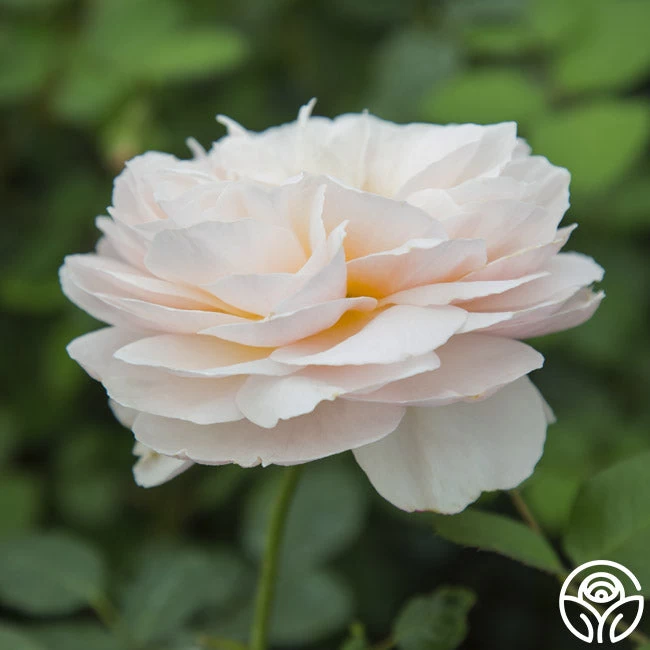 Moonlight In Paris™ 16 Moonlight In Paris™ - Image 14