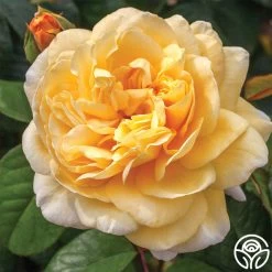 Moonlight Romantica® 18 Moonlight Romantica® -Healthy Plant Shop moonlight romantica 2 1