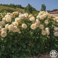 Moonlight Romantica® 15 Moonlight Romantica® -Healthy Plant Shop moonlight romantica 3 1