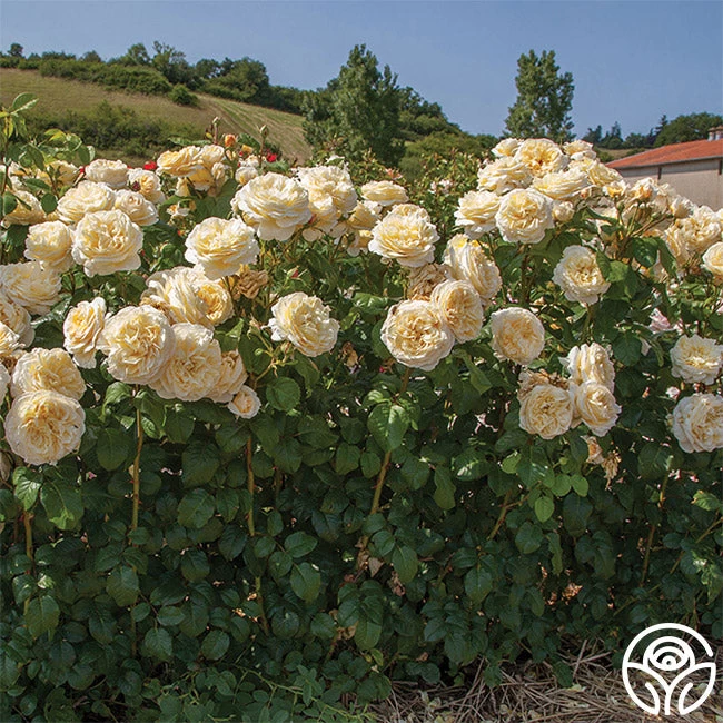 Moonlight Romantica® 5 Moonlight Romantica® - Image 3