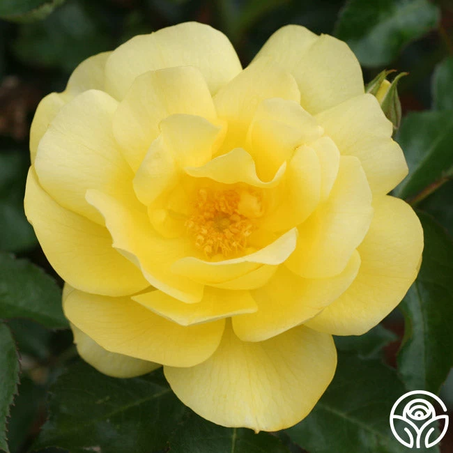 Morning Has Broken™ 3 Morning Has Broken™