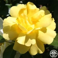 Morning Has Broken™ 15 Morning Has Broken™ -Healthy Plant Shop morning has broken 2 8