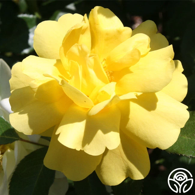 Morning Has Broken™ 9 Morning Has Broken™ - Image 7