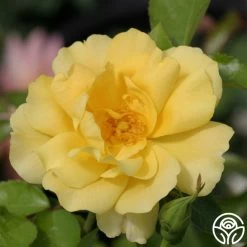 Morning Has Broken™ 11 Morning Has Broken™ -Healthy Plant Shop morning has broken 3 8