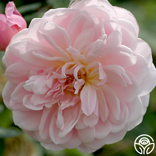 Mary Delany® 4 Mary Delany® - Image 2