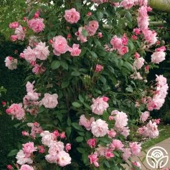 Mary Delany® 9 Mary Delany® -Healthy Plant Shop mortimer sackler logo 02