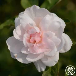 Mary Delany® 10 Mary Delany® -Healthy Plant Shop mortimer sackler logo 03