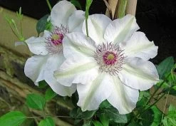 Miss Bateman Clematis Vine - Pure White - 2.5" Pot -Healthy Plant Shop msbatemany421 93502.1615344805
