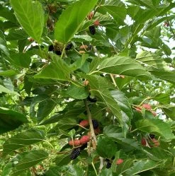 Everbearing Dwarf Mulberry Plant - Morus Nigra - 6" Pot - Sweet Fruit -Healthy Plant Shop mulberrydwarfhr6 27615.1664887615