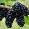 Everbearing Dwarf Mulberry Plant - Morus Nigra - 6" Pot - Sweet Fruit 2 Everbearing Dwarf Mulberry Plant - Morus Nigra - 6" Pot - Sweet Fruit -Healthy Plant Shop mulfruitnew 37639.1664887614