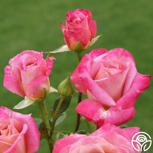 Muzi-Lucia 7 Muzi-Lucia - Image 5