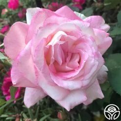 My Caroline™ -Healthy Plant Shop my caroline 2 1