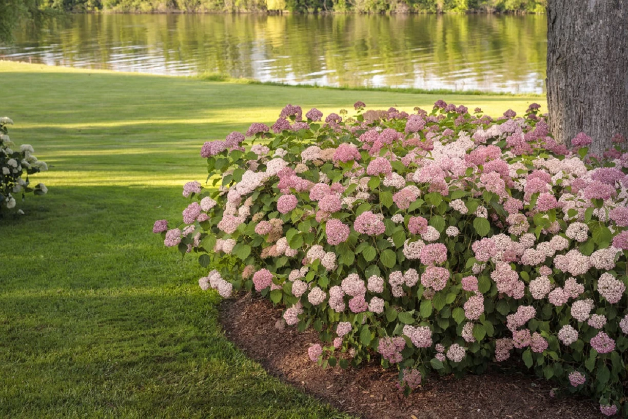 Invincibelle® Spirit II Hydrangea - 4" Pot - Proven Winners 4 Invincibelle® Spirit II Hydrangea - 4" Pot - Proven Winners - Image 2
