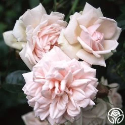 New Dawn™ -Healthy Plant Shop new dawn 2 1