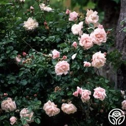 New Dawn™ -Healthy Plant Shop new dawn 6 1