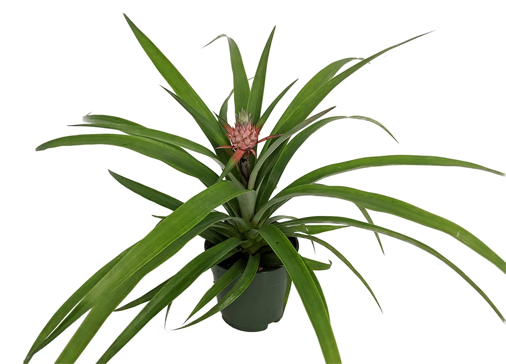Fruiting Pineapple Plant - Ananas Comosus - Great Indoors/Out - 5" Pot 4 Fruiting Pineapple Plant - Ananas Comosus - Great Indoors/Out - 5" Pot - Image 2