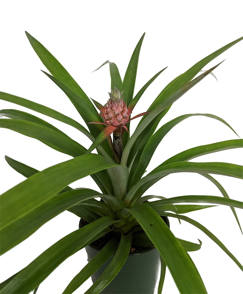Fruiting Pineapple Plant - Ananas Comosus - Great Indoors/Out - 5" Pot 3 Fruiting Pineapple Plant - Ananas Comosus - Great Indoors/Out - 5" Pot