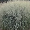 Prairie Winds® Niagara Falls Switch Grass - Panicum - Gallon Pot -Proven Winners 2 Prairie Winds® Niagara Falls Switch Grass - Panicum - Gallon Pot -Proven Winners -Healthy Plant Shop nfallsgrass 32427.1664989149