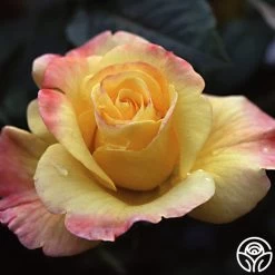 Night Light® 12 Night Light® -Healthy Plant Shop nightlight logo 01