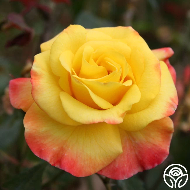 Night Light® 4 Night Light® - Image 2