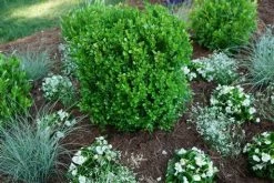 NEWGEN FREEDOM® Boxwood - 4" Pot - Buxus - Indoors Or Out -Healthy Plant Shop oip 21547.1648736590