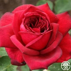 Oklahoma 18 Oklahoma -Healthy Plant Shop oklahoma 2 1