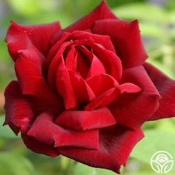 Oklahoma 16 Oklahoma -Healthy Plant Shop oklahoma 3