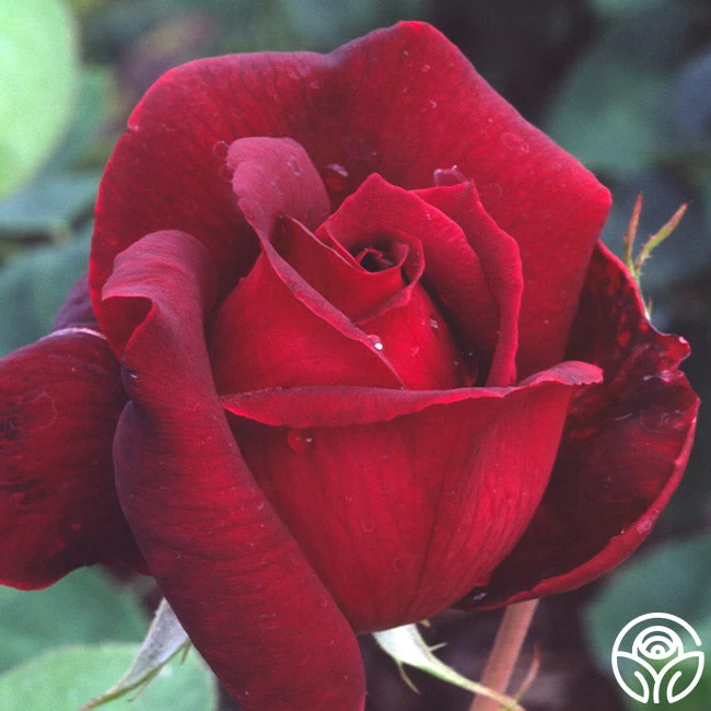 Oklahoma 11 Oklahoma - Image 9