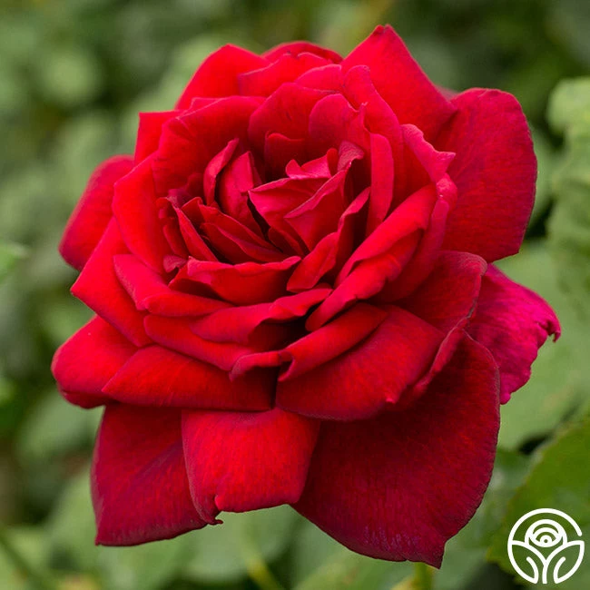 Oklahoma 5 Oklahoma - Image 3